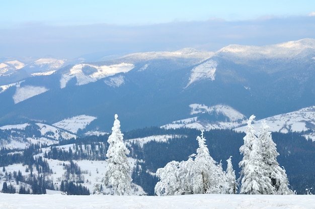 Schöne Berglandschaft mit hohen schneebedeckten Bäumen. Blick von der Spitze des Berges, Wolken am blauen Himmel