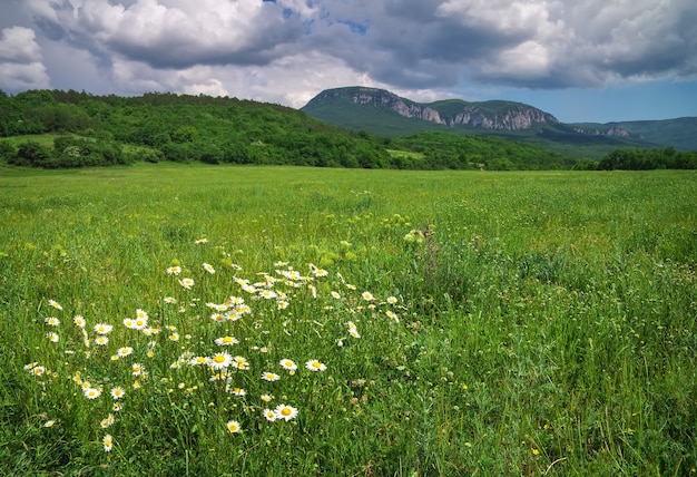 Schöne Berglandschaft mit Kamillen und bewölktem Himmel. Feld auf der Krim.