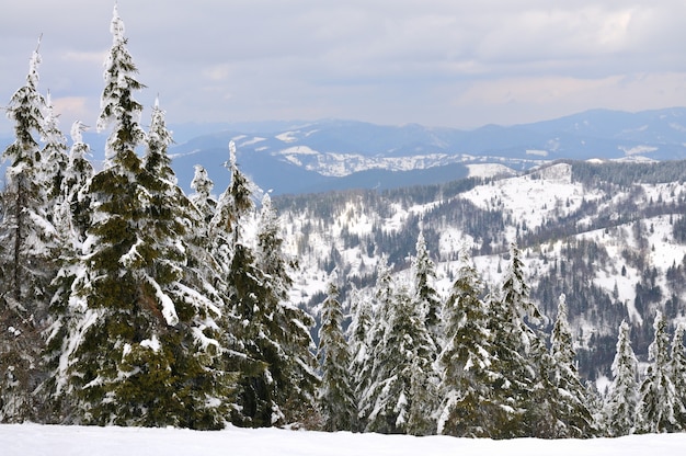 Schöne Berglandschaft mit schneebedeckten Bäumen