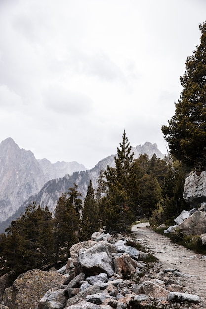 Schöne Bergwaldlandschaft