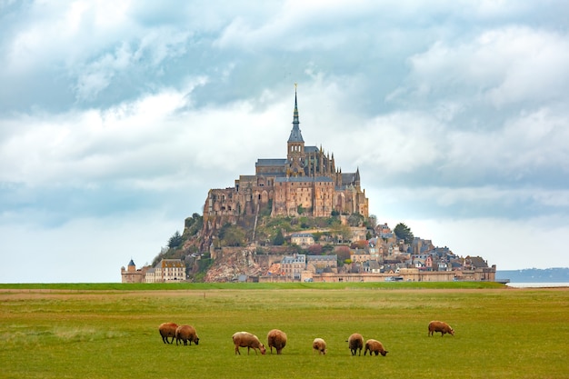 Schöne berühmte Gezeiteninsel Mont Saint Michel mit Schafen, die am bewölkten Tag im Sommer auf Feldern mit frischem grünem Gras weiden, Normandie, Frankreich