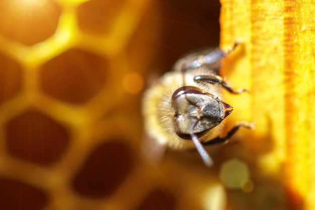 schöne Bienen auf Bienenwaben mit Honig Nahaufnahme