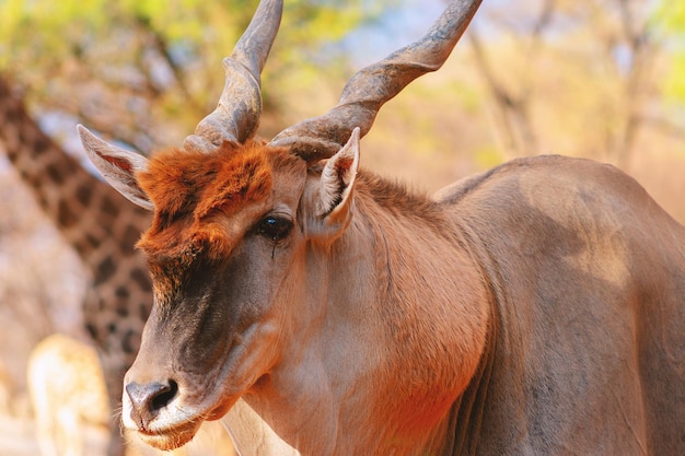 Schöne Bilder der größten afrikanischen Antilope Wilde afrikanische Eland-Antilope aus nächster Nähe Namibia Afrika