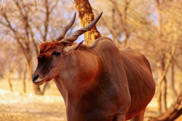 Schöne Bilder der größten afrikanischen Antilope. Wilde afrikanische Elenantilope aus nächster Nähe, Namibia, Afrika