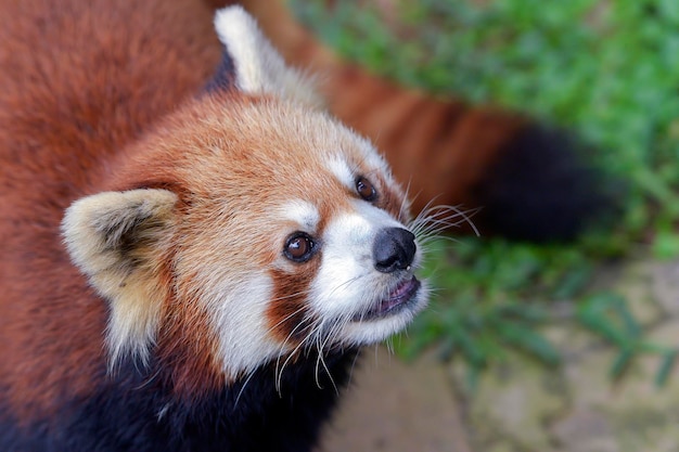 Schöne Bilder eines roten Pandas