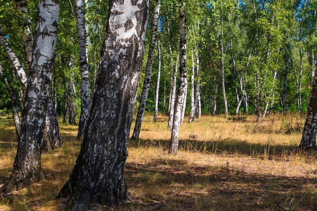 Schöne Birken im Birkenwald im Sommer