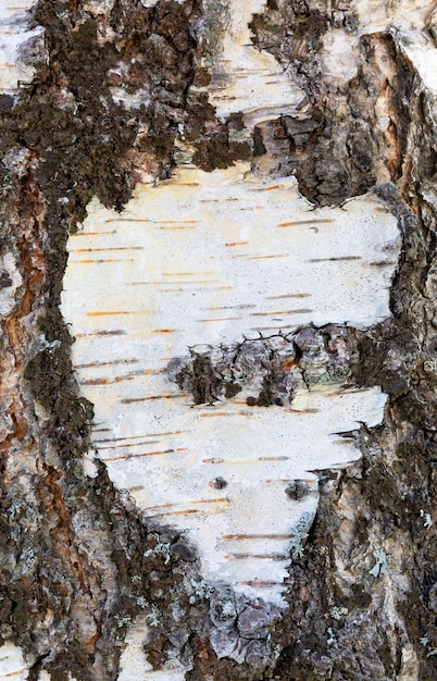 Schöne Birkenrinde, Hintergrund, Textur