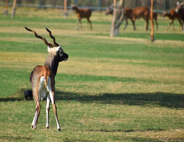 Schöne BlackBuck Antilope (Antilope cervicapra)