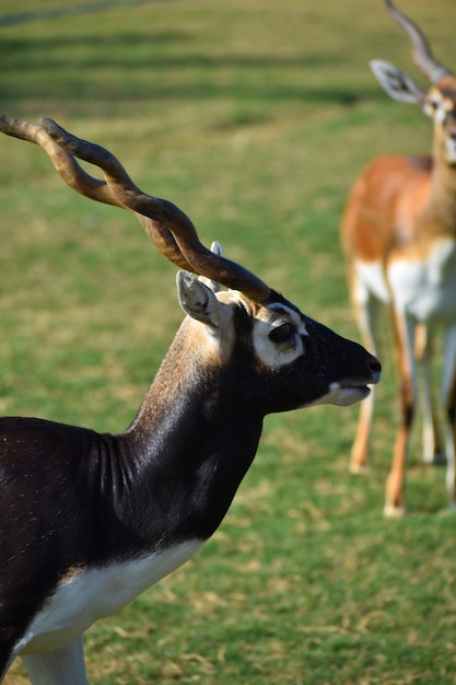 Foto schöne blackbuck antilope (antilope cervicapra)