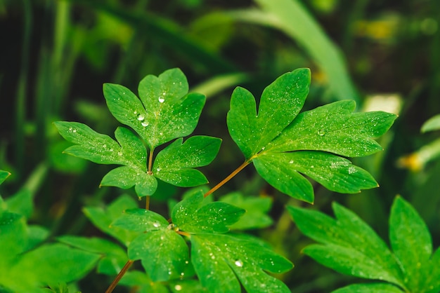 Schöne Blätter des klaren Grüns von dicentra mit Tautropfennahaufnahme mit copyspace. Reines, angenehmes, schönes Grün mit Regentropfen im Sonnenlicht. Hintergrund von den grünen strukturierten Anlagen im Regenwetter. Gras.