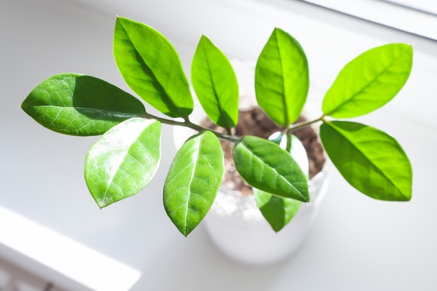 Schöne Blätter einer Hauspflanze zamioculcas Nahaufnahme Draufsicht