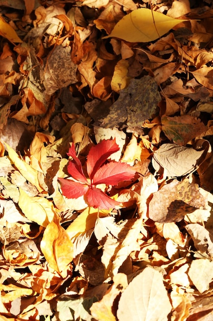 Schöne Blätter im Herbst