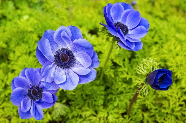 Schöne blaue Anemonenblume in voller Blüte