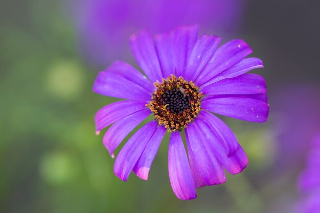 Schöne blaue Blume auf einem dunkelgrünen Hintergrund