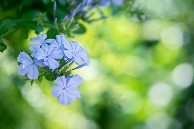 Schöne blaue Blume von Plumbago auriculata im Garten