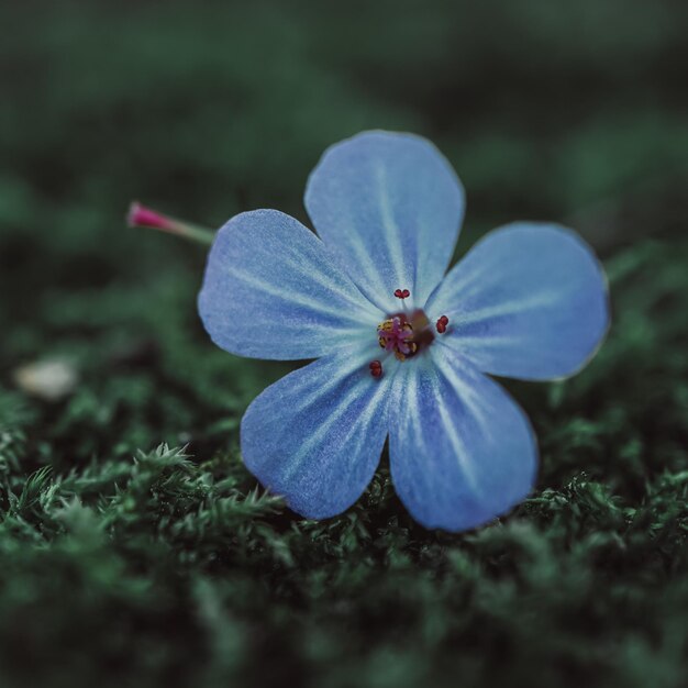 Schöne blaue Blumen im Garten im Frühling