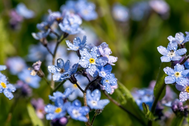 Schöne blaue Blumen in der Frühlingssaison in Wassertropfen