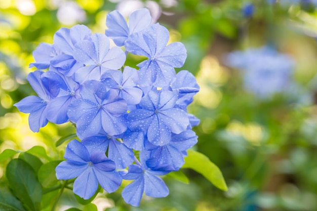 Schöne blaue Blumen, Kap Leadwort, Plumbago auriculata.