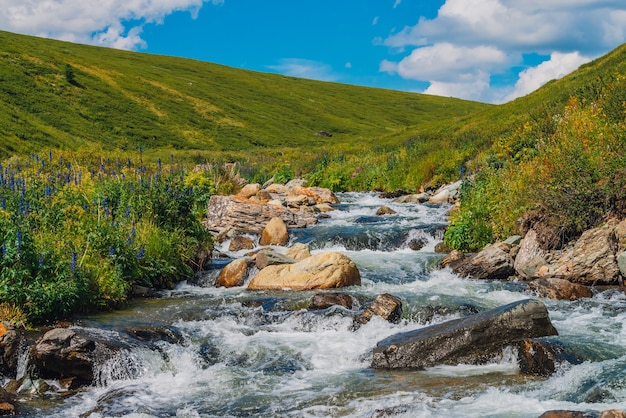 Schöne blaue Blumen nahe Gebirgsbach. Große Felsbrocken in Nahaufnahme des schnellen Wasserstroms