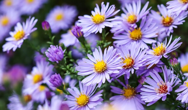 Schöne blaue Blumen Saphir Mistaster Dumosus im Herbstgarten