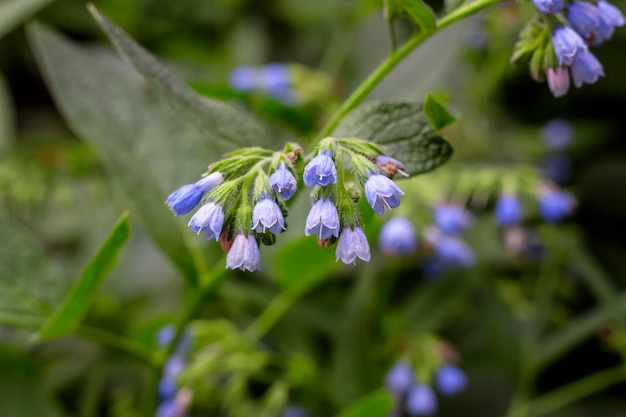 Schöne blaue Blumen von Symphytum caucasicum Kaukasischer Beinwell, der im Frühlingssommerpark blüht