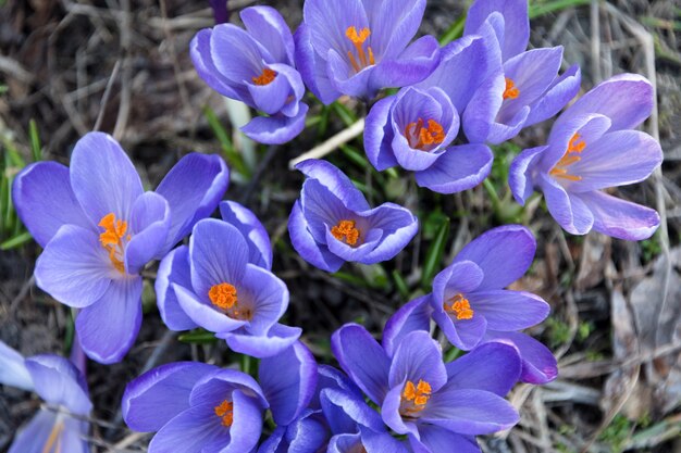 Schöne blaue Frühlingsblumen hautnah