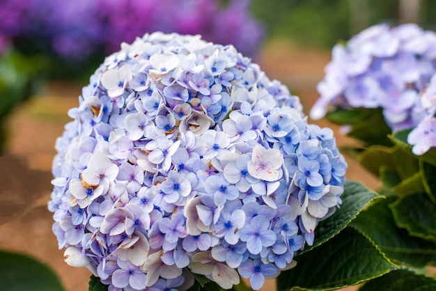 Schöne blaue Hortensie oder Hortensienblüte hautnah