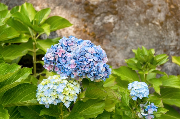 Schöne blaue Hortensie oder Hortensienblume schließen, Blume in der Blüte im Frühling.