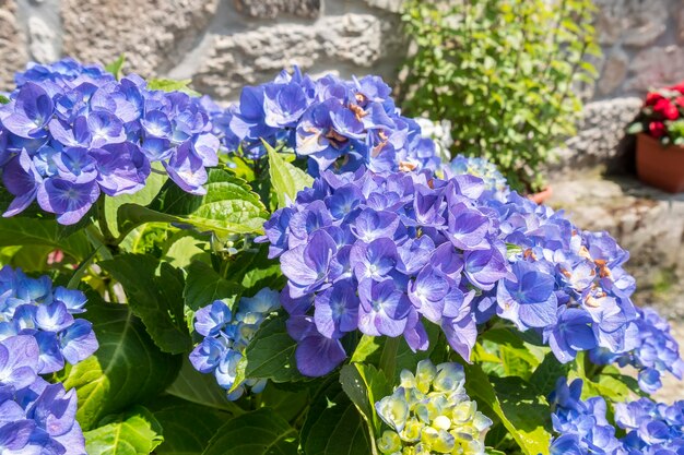 Schöne blaue Hortensien, die im Frühsommer leuchten