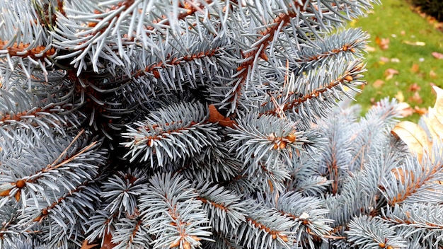 Schöne blaue Kiefernniederlassungen schließen oben