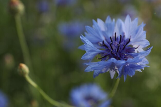 Schöne blaue Kornblume im Freien am Sommertag in der Nähe