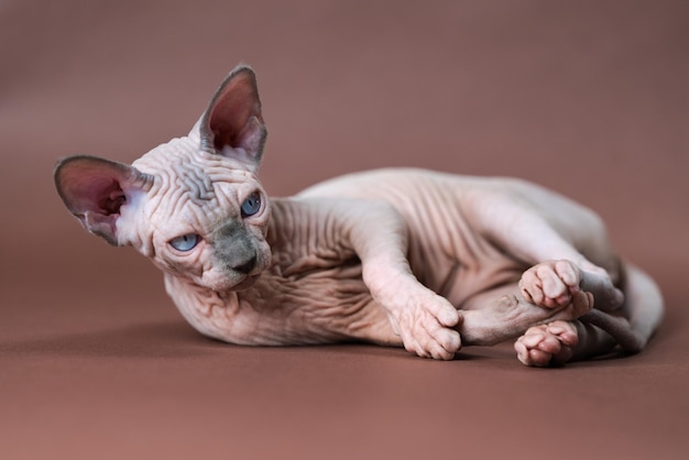 Schöne blaue Nerz und weiße Farbe Sphinx Cat 4 Monate alt liegt auf braunem Hintergrund