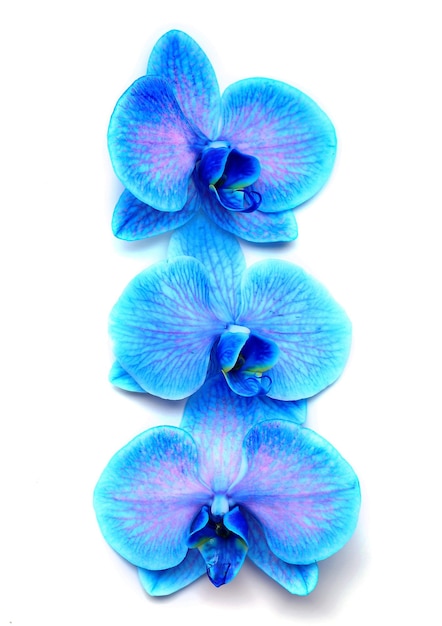 Schöne blaue Orchideen in einer Reihe, isoliert auf weißem Hintergrund