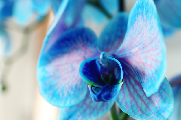 Foto schöne blaue orchideenblüten in der nähe