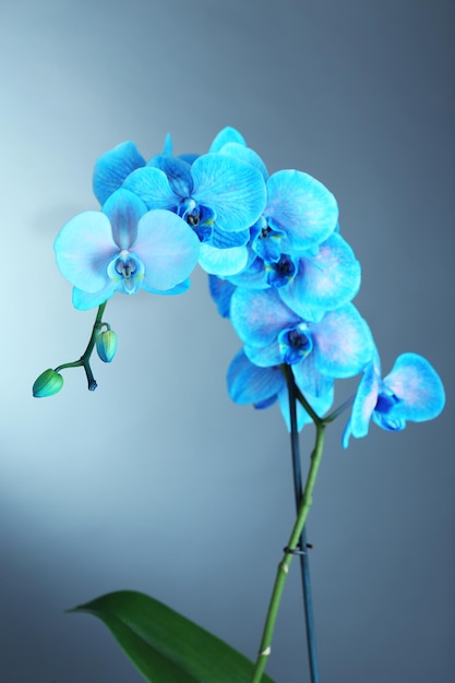 Schöne blaue Orchideenblume auf grauem Hintergrund