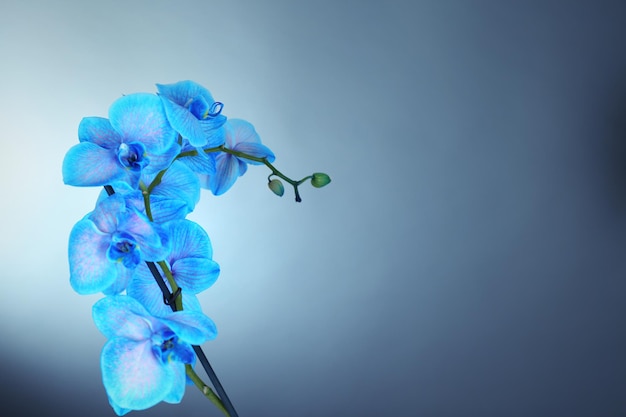 Schöne blaue Orchideenblume auf grauem Hintergrund