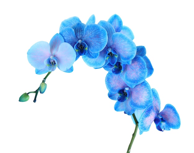 Schöne blaue Orchideenblume lokalisiert auf weißem Hintergrund