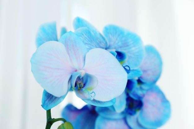 Schöne blaue Orchideenblumen aus nächster Nähe