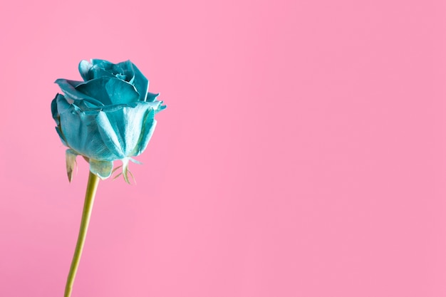 Foto schöne blaue rose mit stiel