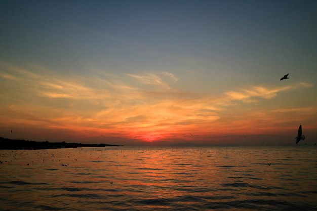 Schöne blaue und orange Farbe des Sonnenaufganghimmels mit dem Schattenbild vieler Seemöwen