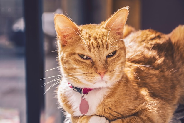 Schöne blonde Katze mit ihrem Anhänger an den Hals