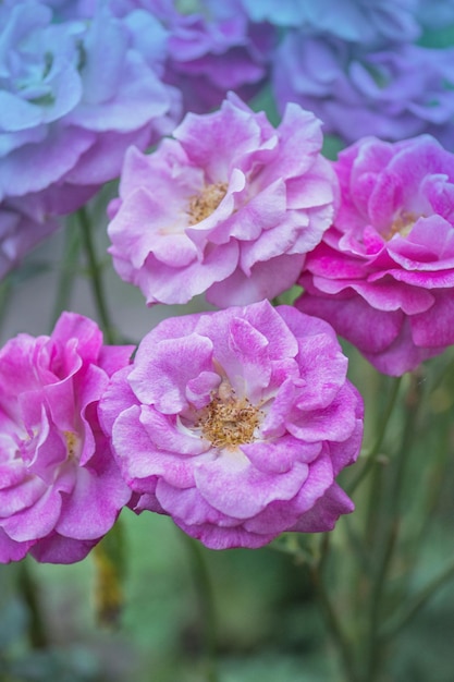 Schöne Blue River Rose Lila Lavendelrosen im Garten