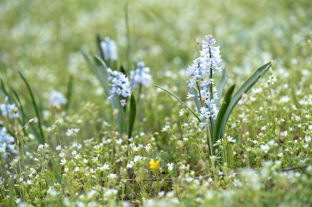 Schöne Bluebells im Wald von Schottland Makro mit verschwommenem Hintergrund Download Image