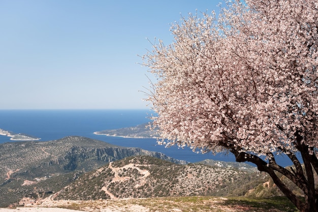 Schöne blühende Apfel- oder Kirschbaumakura auf dem Hintergrund atemberaubender blauer Berge mit Meerblick