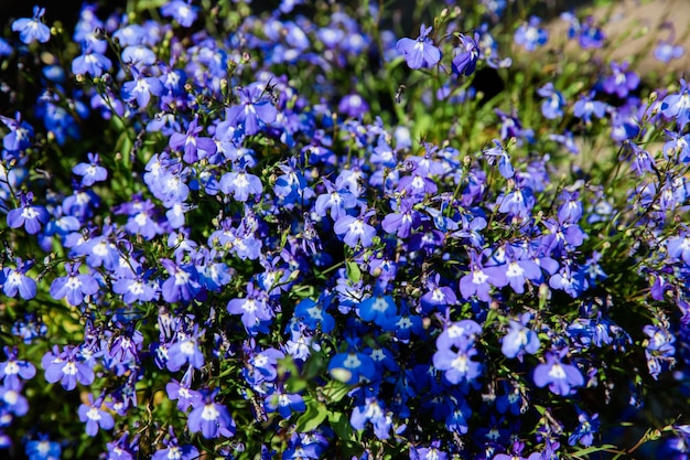 Schöne blühende Blumen im Garten, Sommerhintergrund. Fotografie magische Blume auf unscharfem Hintergrund