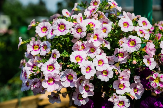 Schöne blühende Blumen im Garten, Sommerhintergrund. Fotografie magische Blume auf unscharfem Hintergrund