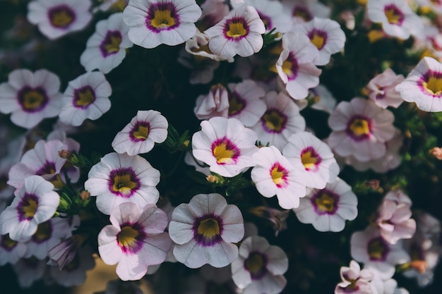 Schöne blühende Blumen im Garten, Sommerhintergrund. Fotografie magische Blume auf unscharfem Hintergrund