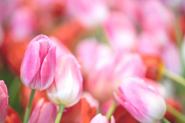 Schöne blühende Blumen im Garten