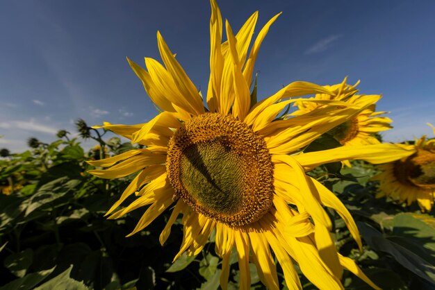 Schöne blühende Blumensonnenblumen auf dem Gebiet