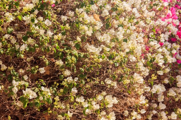 Schöne blühende Bougainvillea im Garten